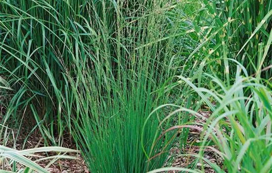 Molinia caerulea 'Heidebraut'
