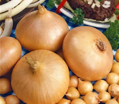 Allium cepa 'Stuttgarter Riesen'