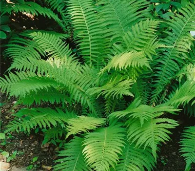 Matteuccia struthiopteris 'The King'