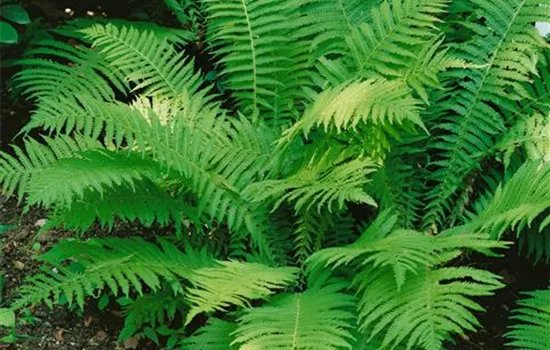 Matteuccia struthiopteris 'The King'