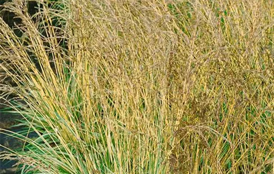Molinia caerulea Variegata
