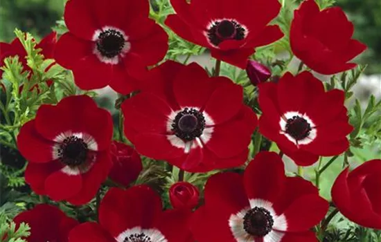 Anemone coronaria Hollandia