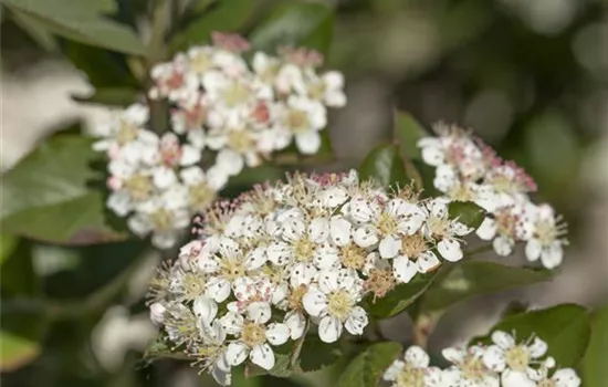 Aronia melanocarpa Nero