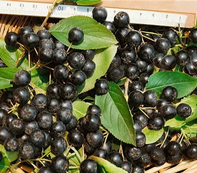 Aronia melanocarpa