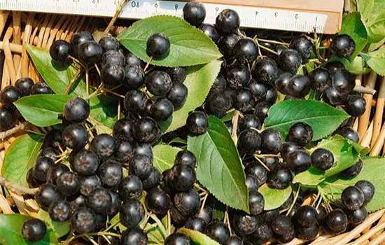 Aronia melanocarpa