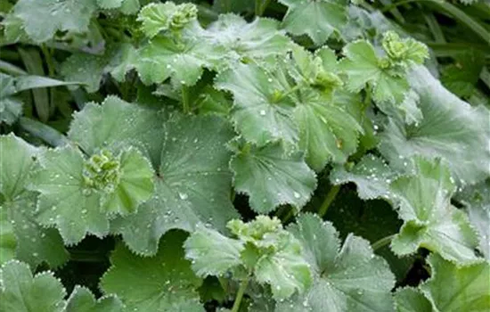Alchemilla mollis 'Thriller'