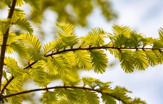 Metasequoia glyptostroboides 'Goldrush'