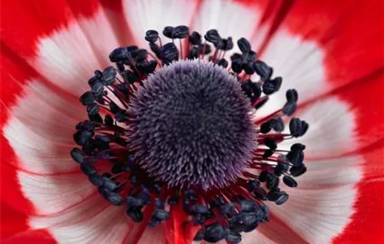 Anemone coronaria 'St Brigid'