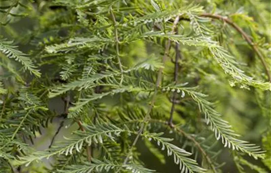 Metasequoia glyptostroboides Miss Grace