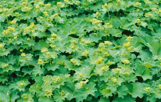 Alchemilla mollis, hellgelb