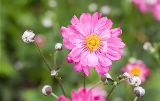 Anemone hupehensis 'Pretty Lady Julia'