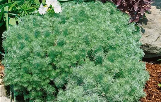 Artemisia schmidtiana 'Nana'