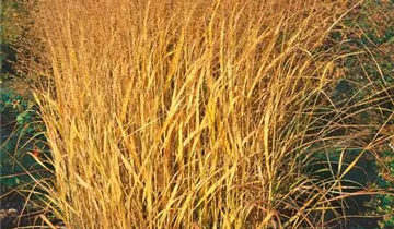 Garten-Ruten-Hirse 'Squaw'