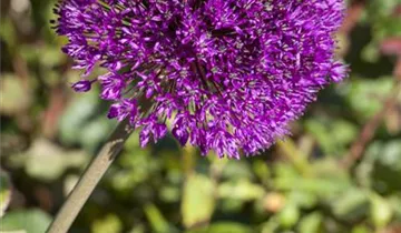 Iranischer Blumenlauch
