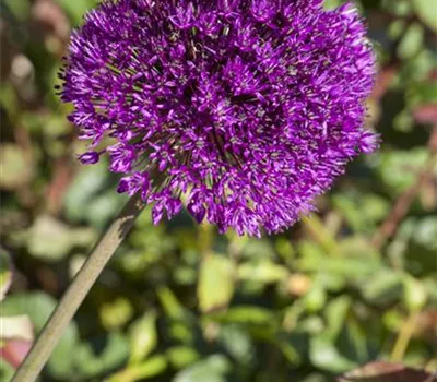 Allium aflatunense