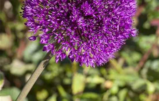 Allium aflatunense