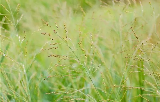 Panicum virgatum 'Dallas Blues'
