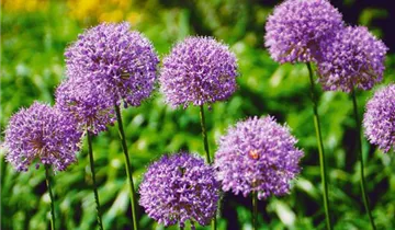 Iranischer Blumenlauch