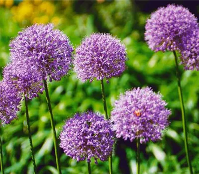 Allium 'Mars'