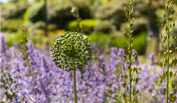 Iranischer Blumenlauch