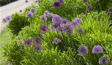 Iranischer Blumenlauch