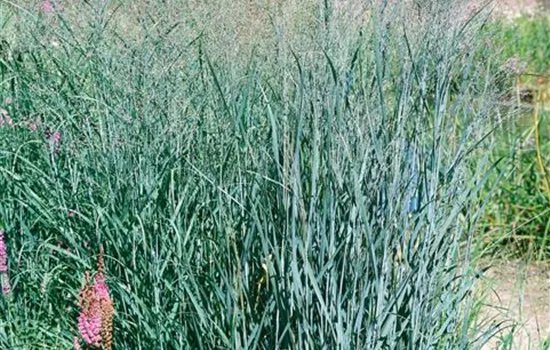 Panicum virgatum 'Heavy Metal'