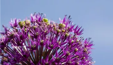 Iranischer Blumenlauch