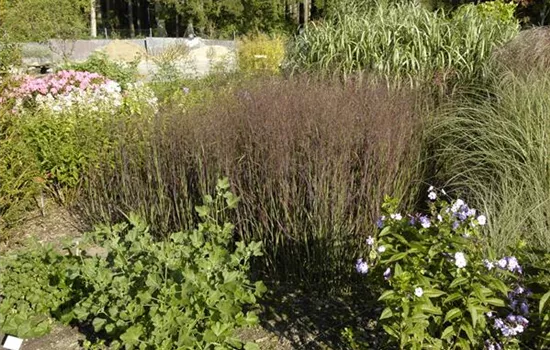 Panicum virgatum 'Heiliger Hain'