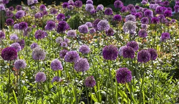 Iranischer Blumenlauch
