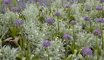 Iranischer Blumenlauch