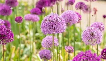 Iranischer Blumenlauch