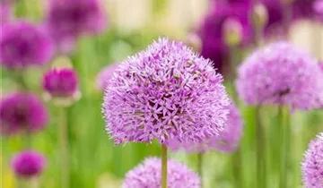 Iranischer Blumenlauch