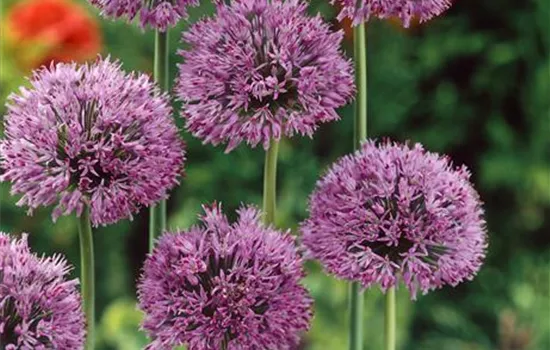 Allium christophii
