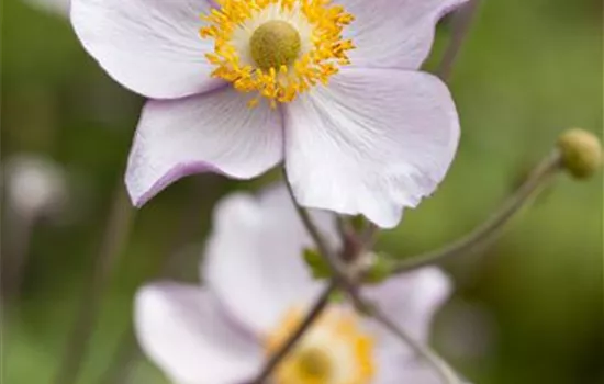 Anemone hupehensis, rosa