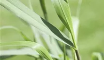 Garten-Ruten-Hirse 'Squaw'