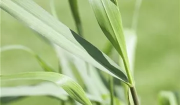 Garten-Ruten-Hirse 'Squaw'