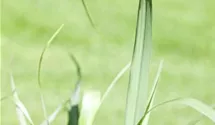 Garten-Ruten-Hirse 'Squaw'