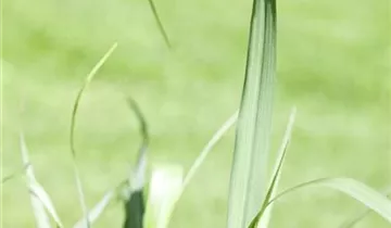 Garten-Ruten-Hirse 'Squaw'