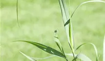Garten-Ruten-Hirse 'Squaw'