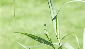 Garten-Ruten-Hirse 'Squaw'