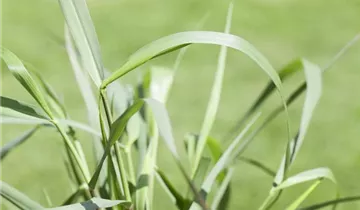 Garten-Ruten-Hirse 'Squaw'
