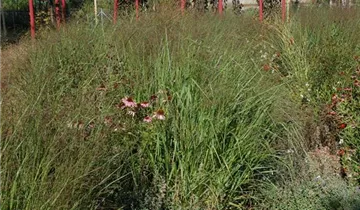 Garten-Ruten-Hirse 'Squaw'
