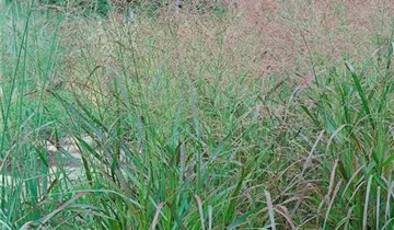 Garten-Ruten-Hirse 'Squaw'