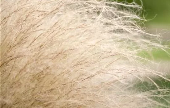 Nassella tenuissima 'Pony Tails'