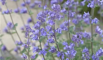 Junior Walker™ Catmint