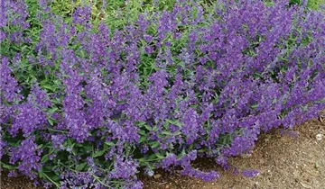 Junior Walker™ Catmint