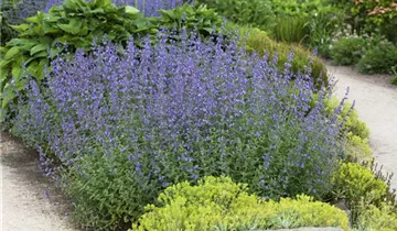 Junior Walker™ Catmint