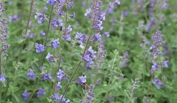 Junior Walker™ Catmint