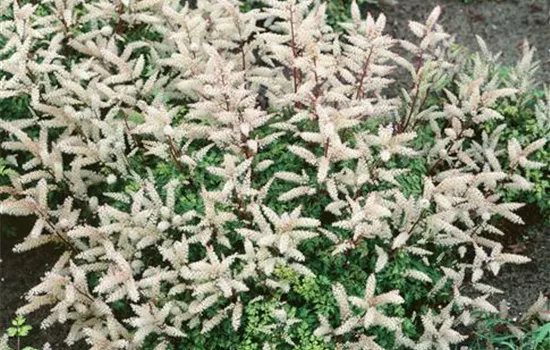 Aruncus aethusifolius