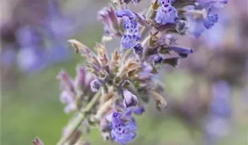 Junior Walker™ Catmint